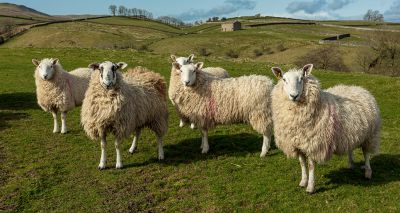 Vaccine uptake needed for sheep abortion control, data shows
